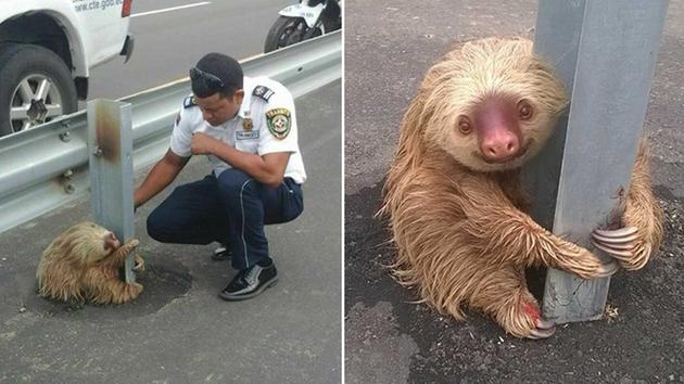 animals saved by people in uniform