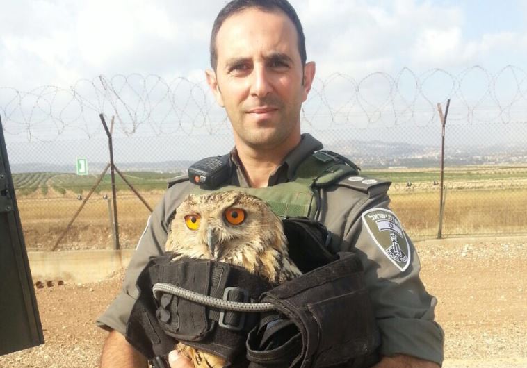 saved owl