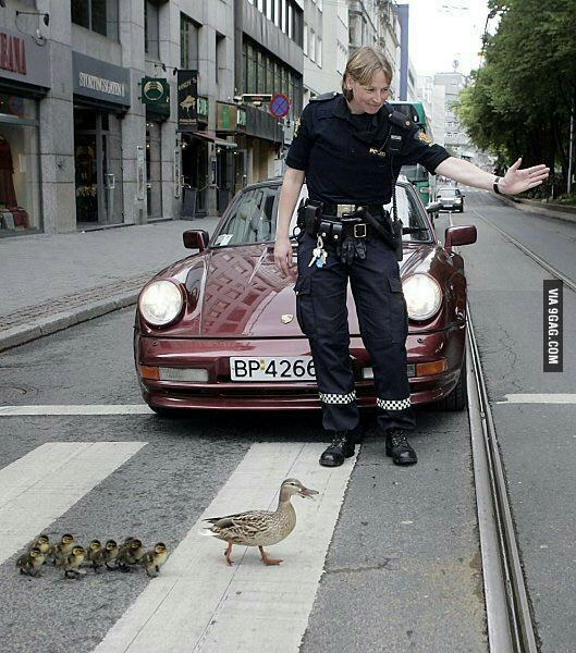 police showing the road to a duck family