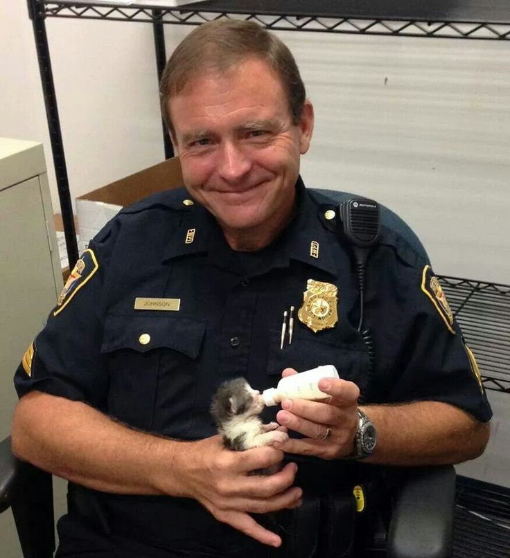 kittens found by police