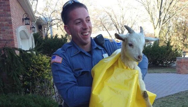 saved goat